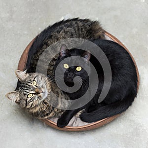 High angle shot of two cute fluffy kittens lying in a basket looking up surprised