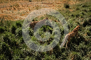 High-angle shot of two running cheetah in wildlife.