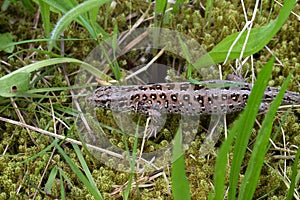 High angle shot of viviparous lizard sidewinding in a meadow