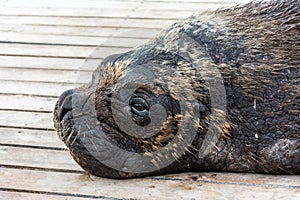 High angle shot of a walruses lying on a wooden floor