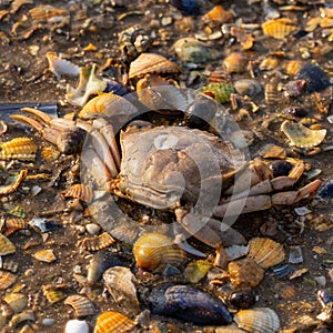 High angle shot of a wet beach surface with lots of small rocks, seashells and a dead crab