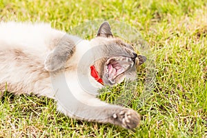 High angle shot of a yawning white cat laying on a green grass