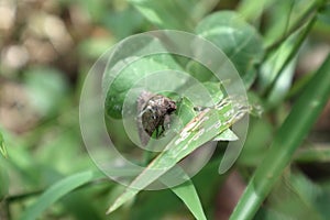 High angle side view of a Cabbage Looper (Trichoplusia Ni) moth photo