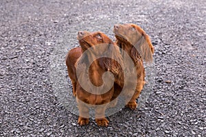 High angle side view of two cute red miniature long-haired dachshunds standing outdoors