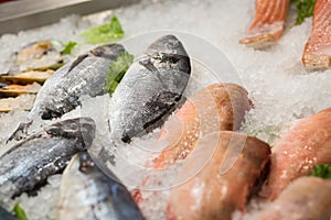 High Angle Still Life of Variety of Raw Fresh Fish Chilling on B