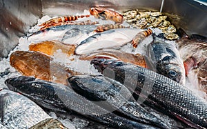 High Angle Still Life of Variety of Raw Fresh Fish Chilling on Bed of Cold Ice in Seafood Market Stall