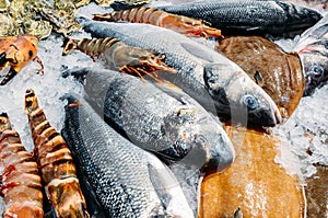High Angle Still Life of Variety of Raw Fresh Fish Chilling on Bed of Cold Ice in Seafood Market Stall