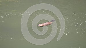 A high angle tracking shot of two beaver swimming in the lamar river of yellowstone national park