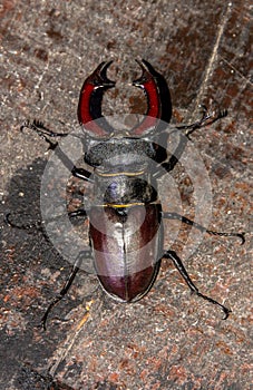 High angle vertical closeup shot of a Lucanus Cervus beetle on the floor