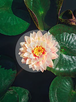 High angle vertical view to a blooming cream pink colored waterlily on the pond. Vertical background with blossoming lotus flower