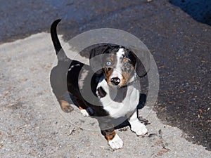 High angle view of adorable odd-eyed tricolour unleashed dachshund puppy