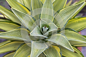 High angle view of agave plant