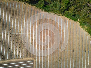 high angle view of agriculture , aerial view rows of crop fields top view - rows of soil planting plant sowing seeds on a
