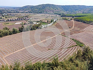 high angle view of agriculture , aerial view rows of crop fields top view - rows of soil planting plant sowing seeds on a