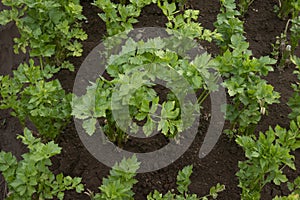 High angle view of Apium graveolens photo