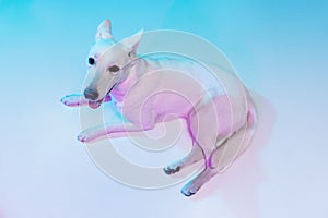 High angle view of beautiful White Shepherd isolated over studio background in neon gradient blue purple light filter