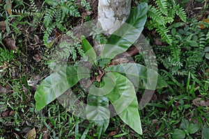 High angle view of a Bird\'s Nest Fern plant growing on the ground near a betel nut tree stump