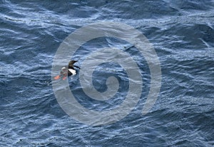 High angle view of a black guillemot on the water