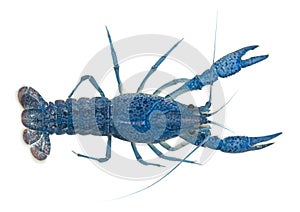 High angle view of Blue crayfish