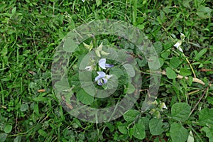 High angle view of a Blue Rattlepod plant with flowers