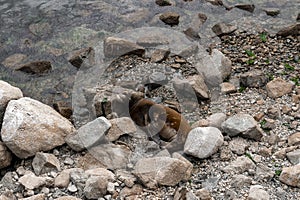 High angle view of brown sea lion resting on rocky coastlines by sea