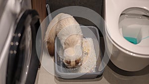 High angle view cat walking in slow motion in litterbox digging sand in slow motion. Top view fluffy pet in bathroom at