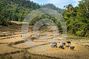High angle view of cattle grazing in a pasture land