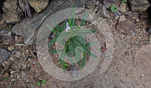 High angle view of a Ceylon Slitwort plant head growing on sandy ground