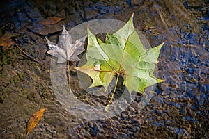 High angle view closeup of leaves in a colorful stream