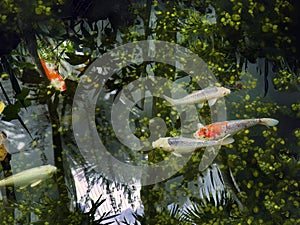 High angle view, Colorful Koi Carp fish, Japanese carp fishes, swimming in the pond with underwater plants and beautiful water