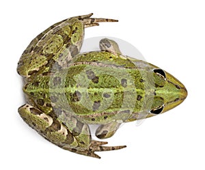 High angle view of Common European frog photo