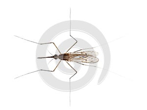 High angle view of Common gnat, Culex pipien