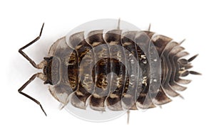 High angle view of Common woodlouse, Oniscus photo