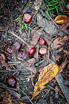 A high angle view of conkers fallen from a horse chestnut tree