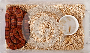 High angle view of corn snake