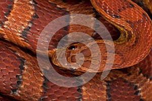 High angle view of corn snake or red rat snake