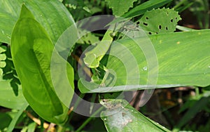 High angle view of a crawling young green forest lizard on top of a large leaf