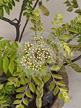 High Angle view of Curry Leaves