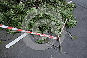 High angle view of cut trees surrounded by a barricade tape on the ground under the lights