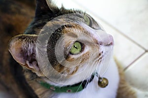 High angle view of a cute Thai cat sitting and looking up. Cat is one of the love pets in Thailand