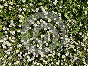 High angle view of daisy flowers