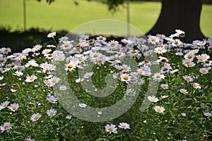 High angle view of Daisy, Royal Botanic Garden, Sydney, Australia