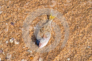 Dead fish at shore