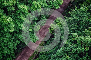 High angle view of dirtroad in forest