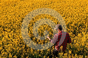 High angle view of farm worker in blooming rapeseed field wearing plaid shirt and trucker's hat and examining crops