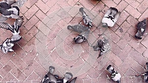 High angle view of flock of pigeons scrambling for food