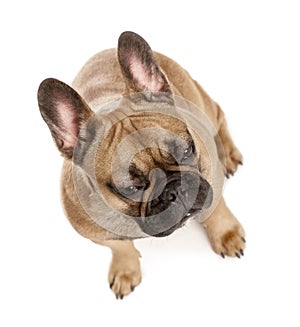 High angle view of French bulldog, studio shot