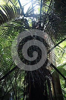 High angle view of a fruitful palm tree in a tropical forest, Thailand