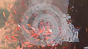 High angle view of glint of goldfish in outdoor pond