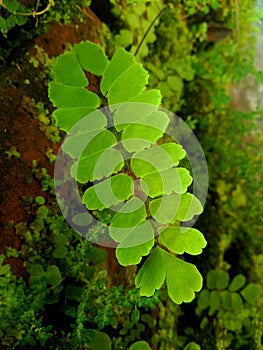 High angle view of a green leafed lush maiden hair